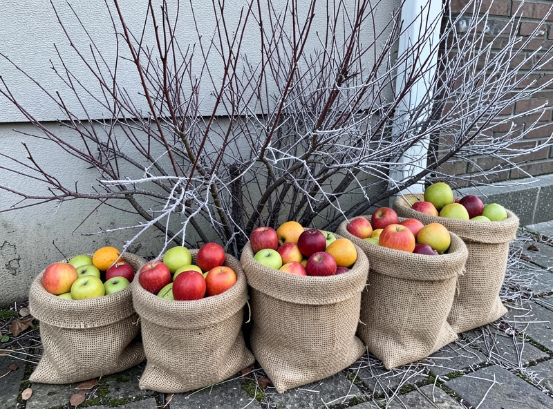 Fruit pots grouped and wrapped against an exterior wall for winter root protection in a cold climate