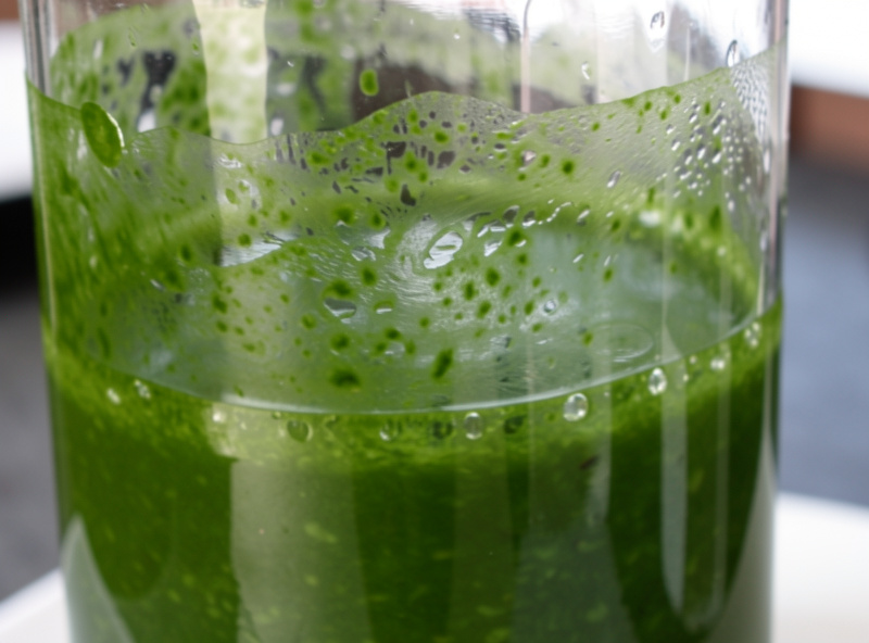 Green algae film coating the inside of a clear glass hydroponic jar and the surface of the nutrient solution