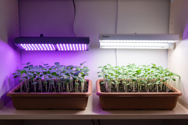 Are Expensive Grow Lights Worth It? Cheap vs Premium, Measured Side by Side
