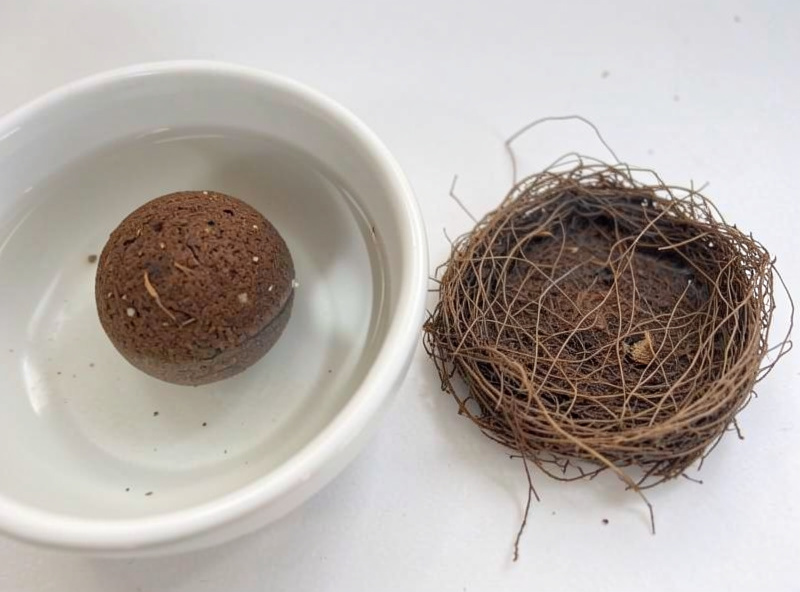 Close-up of a compressed peat pellet swelling in a dish of water beside a fully expanded one with its fine netting visible