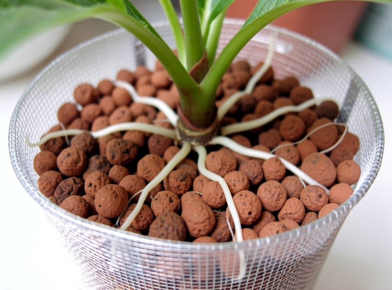Close-up of a 2 inch mesh net cup filled with clay pebbles with white roots growing out through the slots