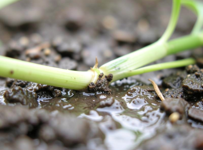 Close-up of a seedling stem pinched and constricted at the soil line, the seedling toppled onto wet soil
