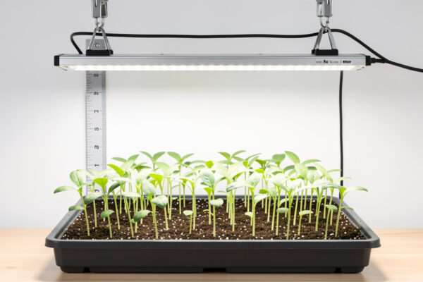 How Far Should a Grow Light Be From Plants? A Height Chart by Stage