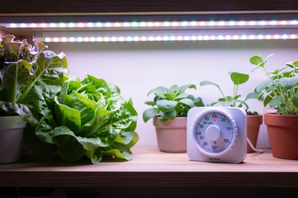 How Many Hours of Grow Light Per Day? Photoperiods That Don’t Waste Power