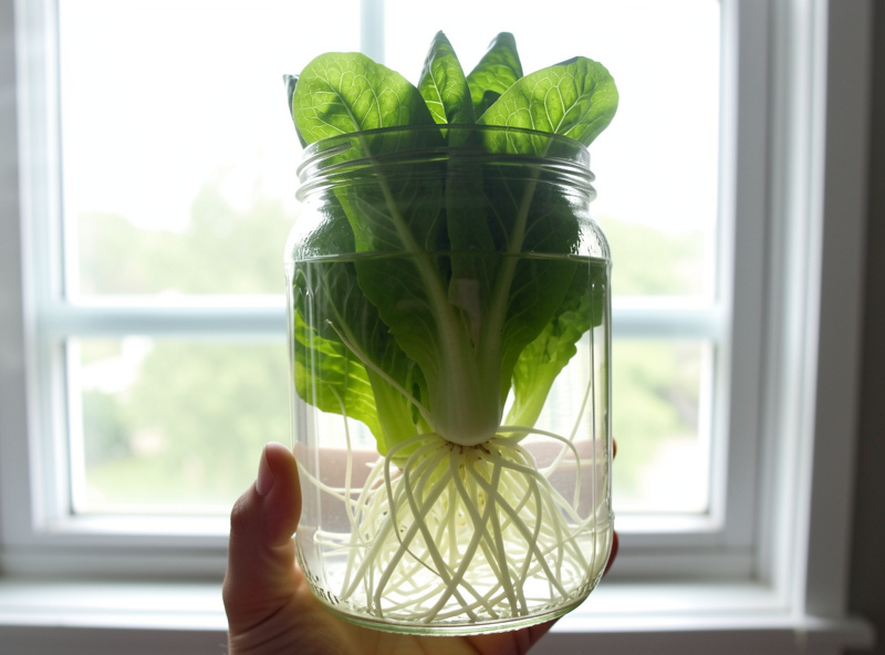 Jar of healthy green lettuce with vigorous white roots in clear nutrient solution held up to a window