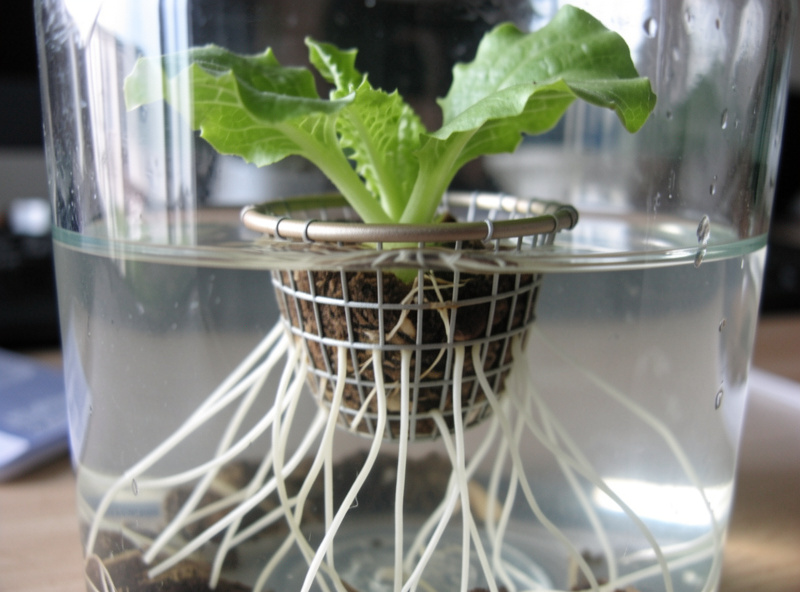 Lettuce seedling in a net cup with long white roots reaching into clear nutrient solution