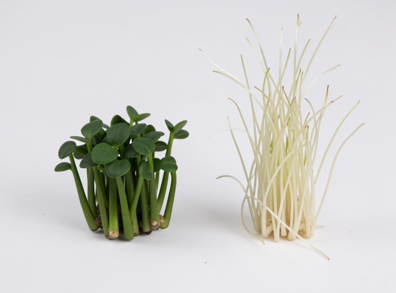 Close-up comparison of pea shoots, one short with thick sturdy dark-green stems and one tall pale and spindly