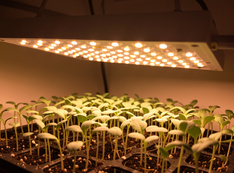 Full-spectrum LED grow light bar suspended close above a tray of seedlings