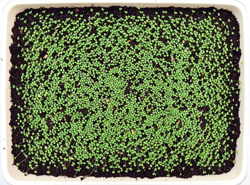 Overhead of an evenly broadcast layer of small microgreen seeds across dark moist soil in a tray