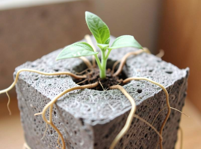 Seedling rooted in a grey rockwool cube with roots emerging from the sides