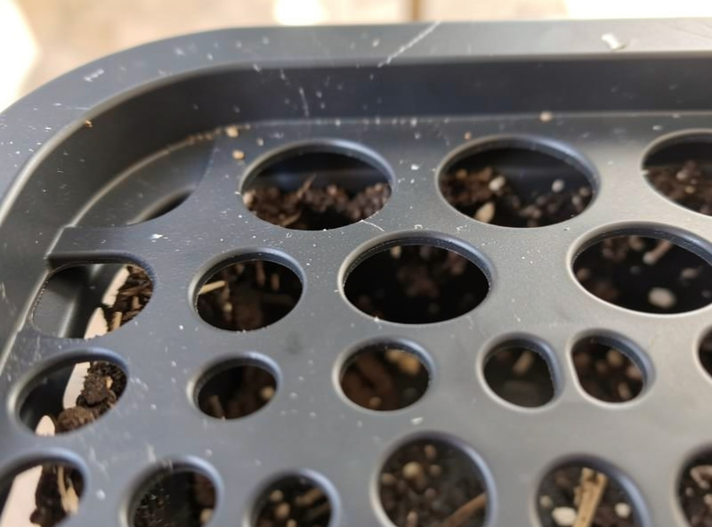 Close-up of the underside of a black cell seed tray showing drainage holes with dark soil visible through them