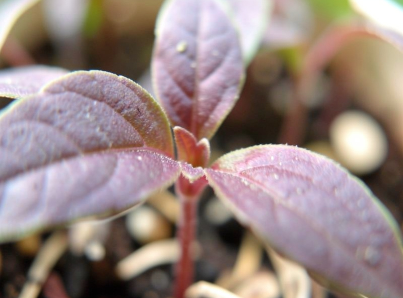 Close-up of seedling leaves with a dusty purple and reddish underside coloring from anthocyanin