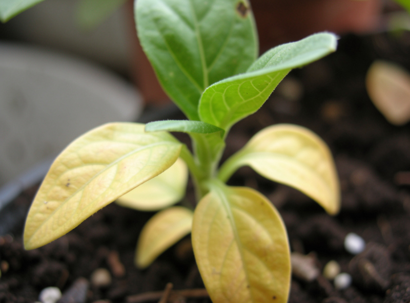 Seedling lower leaves yellowing while the top growth stays green