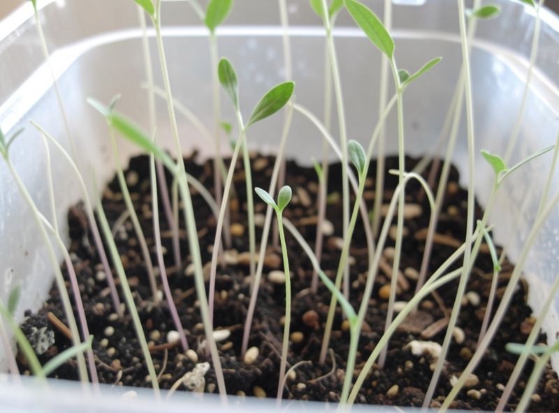 Crowded seedlings in a cell with several thin stems, about to be thinned to one keeper